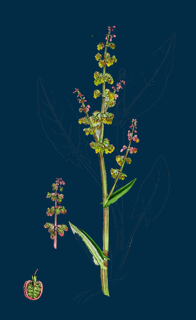 Detail of Rumex Acetosa; Common Sorrel by Anonymous