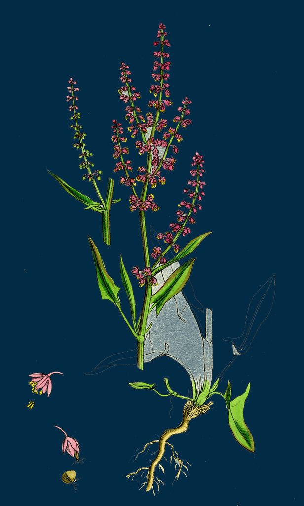 Detail of Rumex Acetosella; Sheep's Sorrel by Anonymous