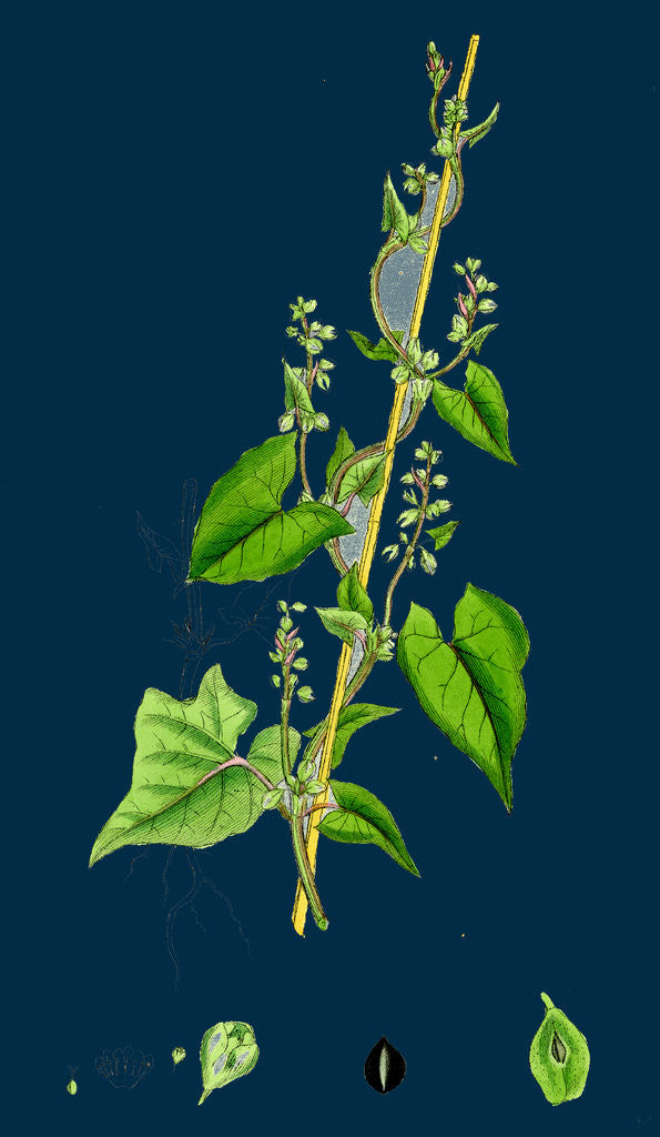Detail of Polygonum Convolvulus; Climbing Buckwheat by Anonymous