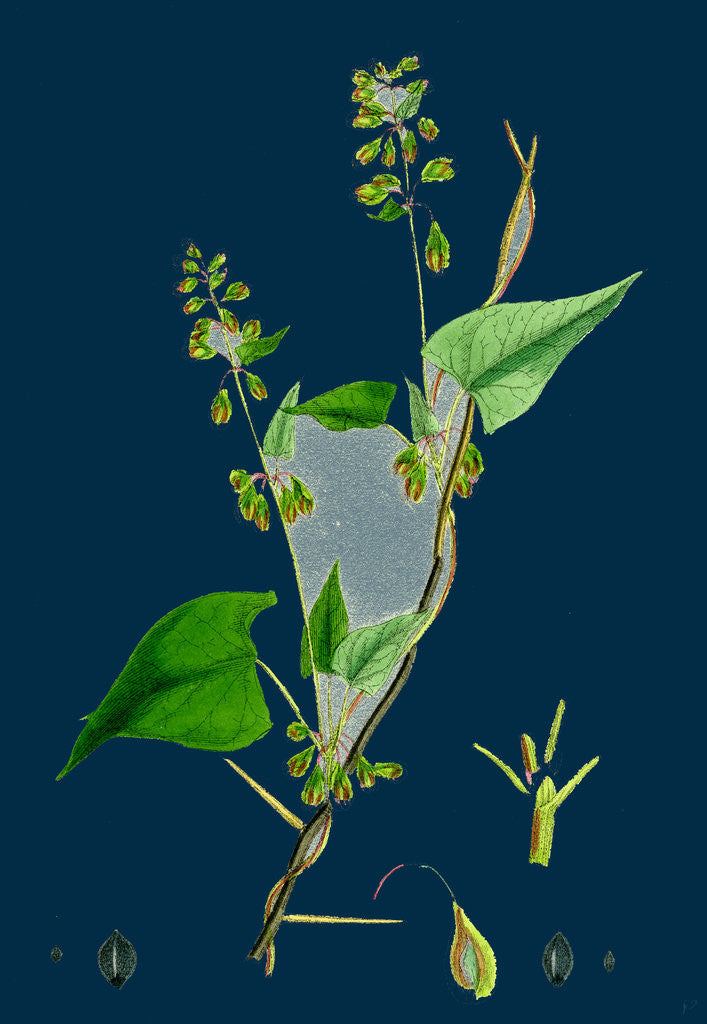Detail of Polygonum Dumetorum; Copse Buckwheat by Anonymous