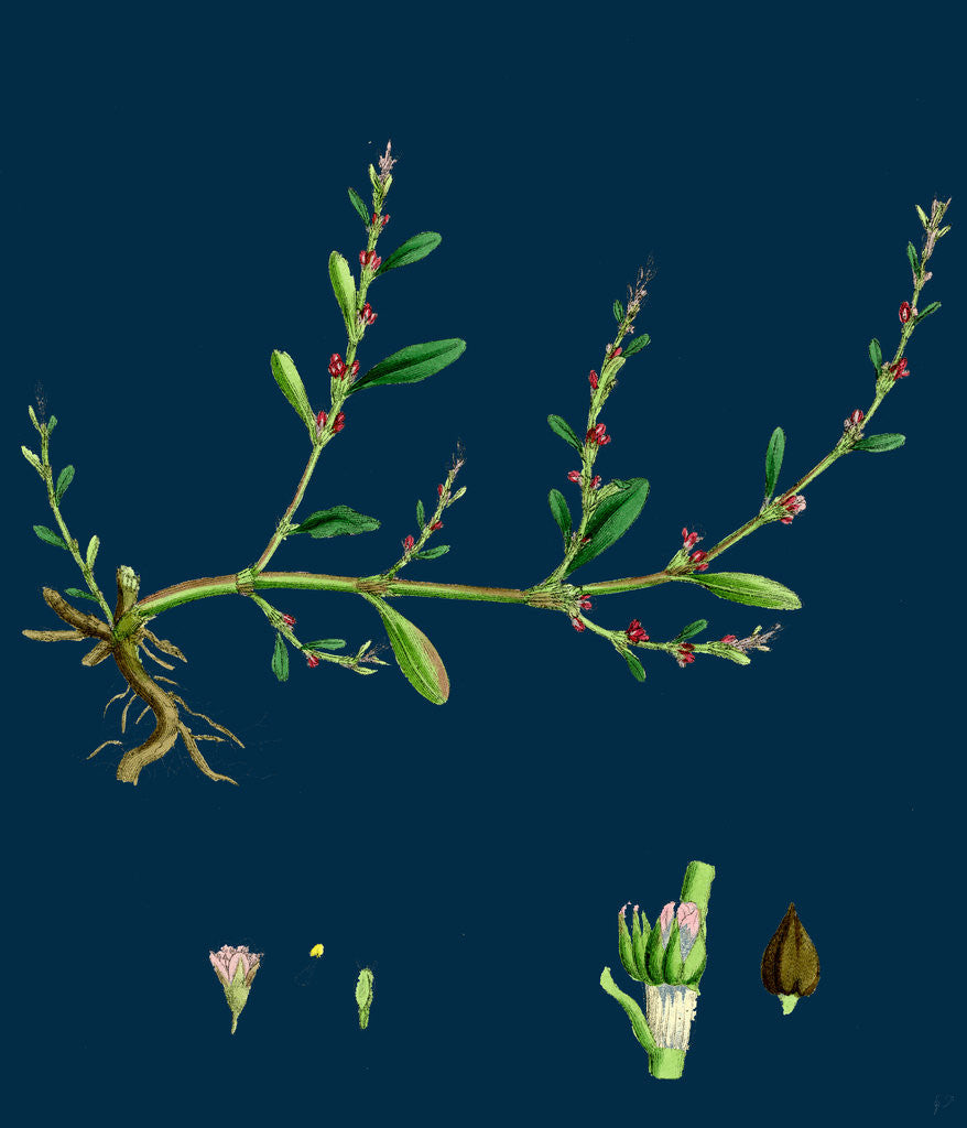 Detail of Polygonum Aviculare, Vulgatum; Common Knot-Grass by Anonymous