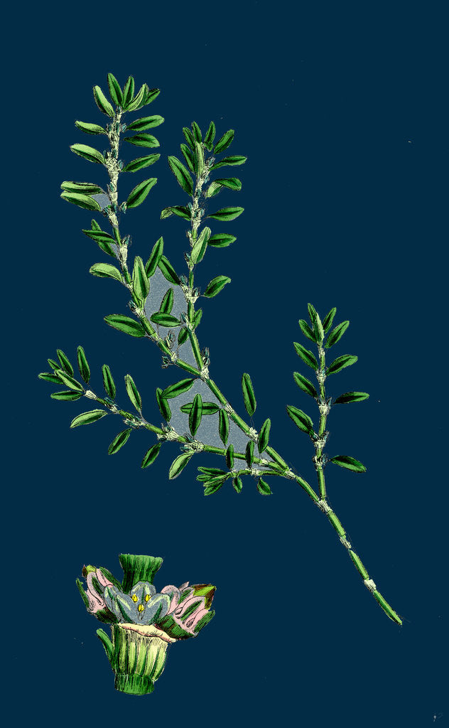 Detail of Polygonum Aviculare, Arenastrum; Common Knot-Grass by Anonymous