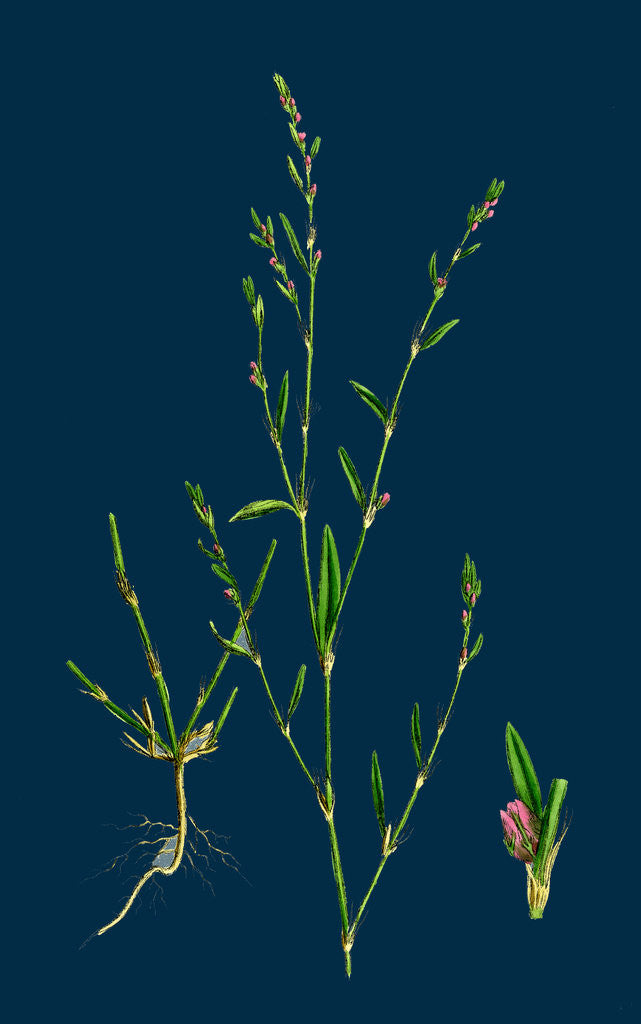 Detail of Polygonum Aviculare, Rurivagum; Common Knot-Grass by Anonymous