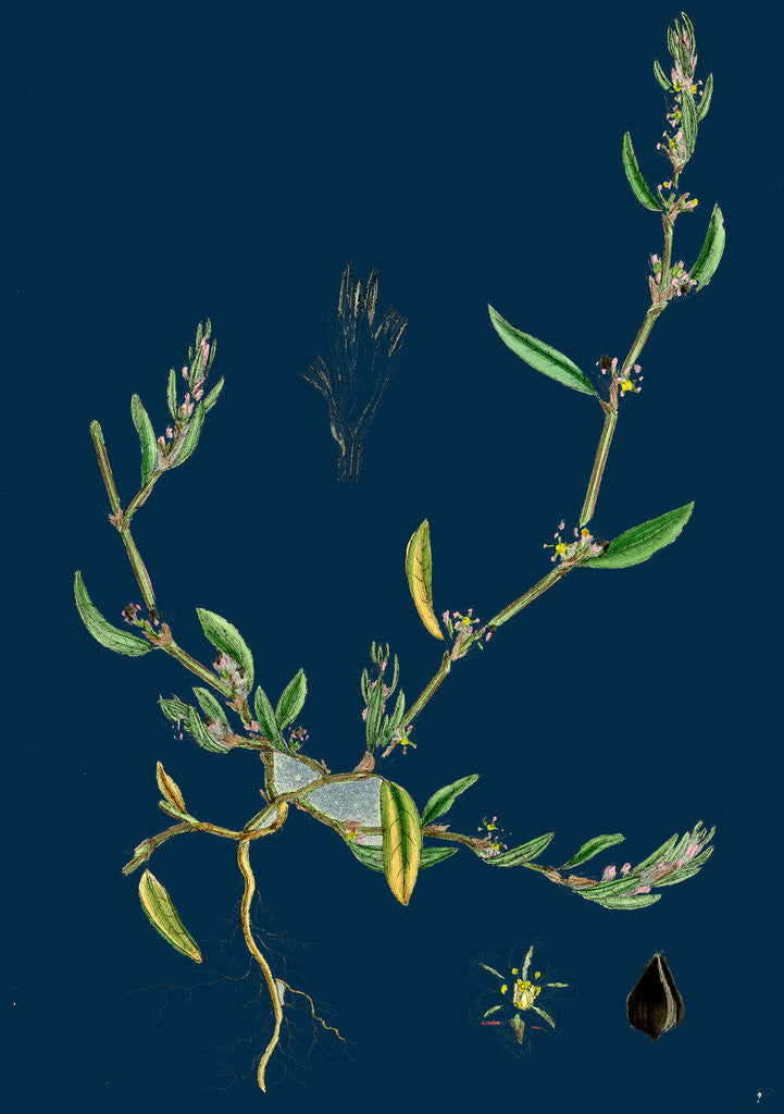 Detail of Polygonum Raii; Ray's Knot-Grass by Anonymous