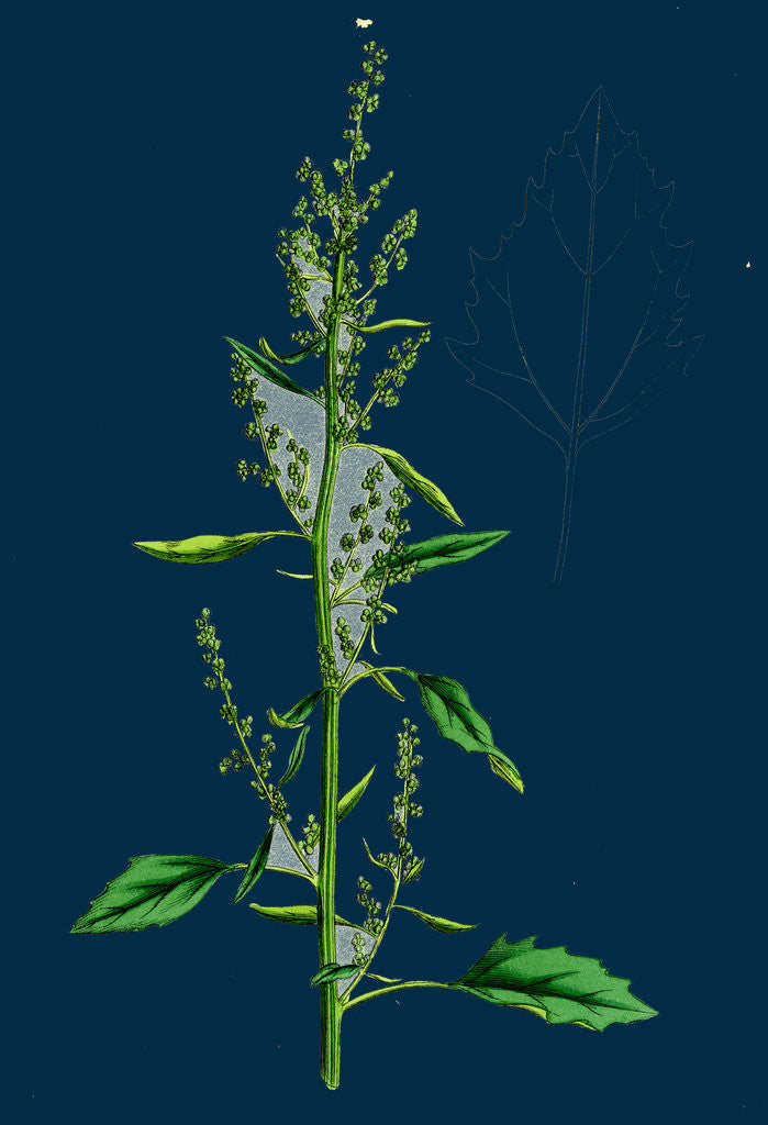 Detail of Chenopodium Album Var. Paganum; Green Goosefoot, Var. B. by Anonymous
