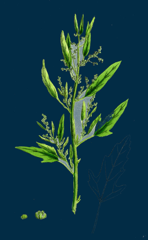 Detail of Chenopodium Ficifolium; Fig-Leaved Goosefoot by Anonymous