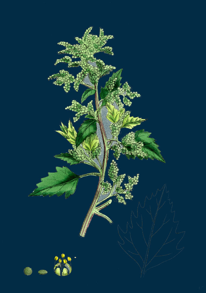 Detail of Chenopodium Murale; Nettle-Leaved Goosefoot by Anonymous