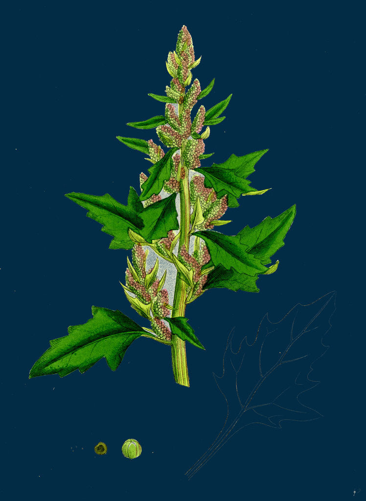 Detail of Chenopodium Eu-Rubrum, Var. Genuinum; Red Goosefoot, Var. A. by Anonymous