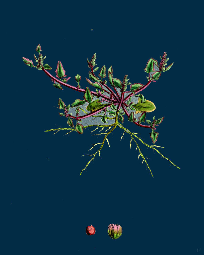 Detail of Chenopodium Eu-Rubrum, Var. Pseudo-Botryoides; Red Goosefoot, Var. B. by Anonymous