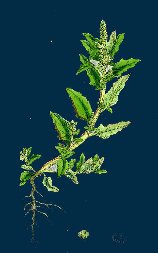 Detail of Chenopodium Glaucum; Oak-Leaved Goosefoot by Anonymous