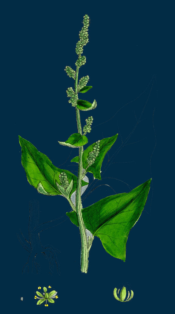 Detail of Chenopodium Bonus-Henricus; Allgood by Anonymous