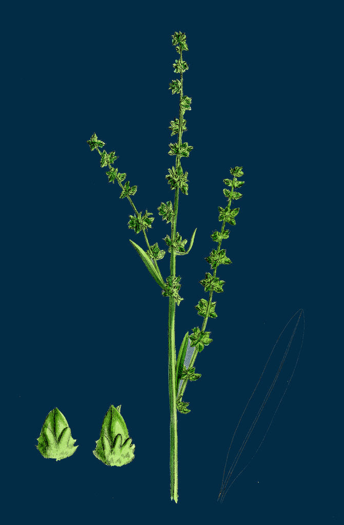 Detail of Atriplex Littoralis, Var. Genuina; Grass-Leaved Sea Orache, Var. A. by Anonymous