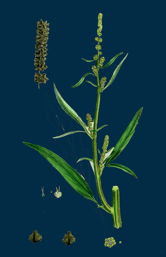 Detail of Atriplex Littoralis, Var. Marina; Grass-Leaved Sea Orache, Var. B. by Anonymous