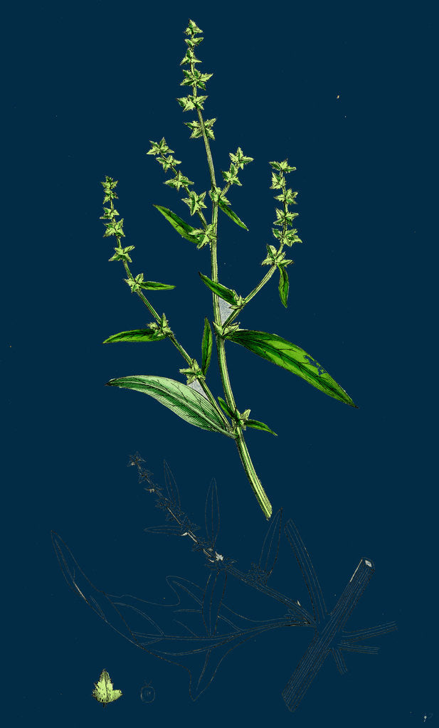 Detail of Atriplex Patula, Var. Angustifolia; Narrow-Leaved Orache, Var. A. by Anonymous