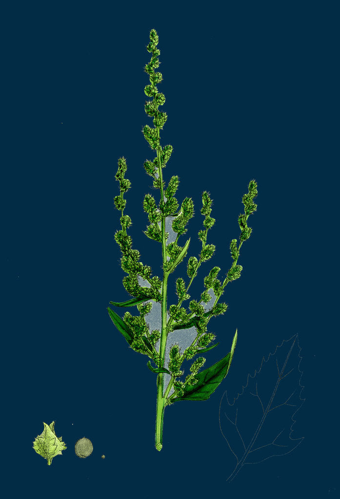 Detail of Atriplex Patula, Var. Erecta; Narrow-Leaved Orache, Var. Y. by Anonymous