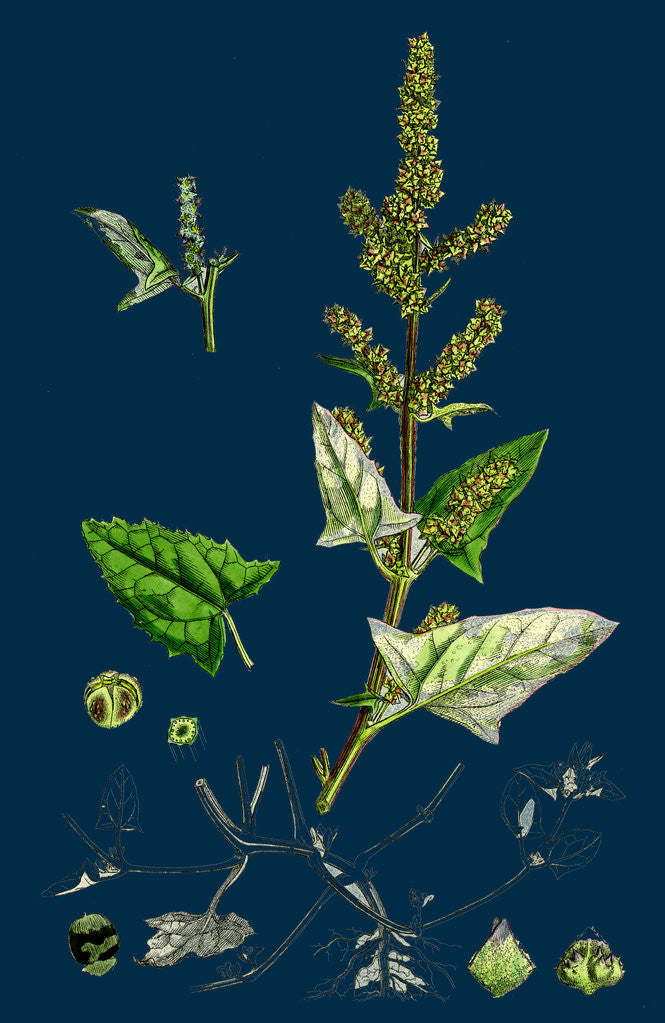 Detail of Atriplex Deltoidea; Triangular-Leaved Orache by Anonymous