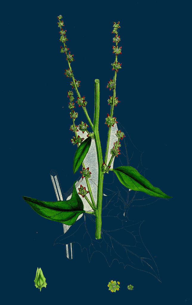 Detail of Atriplex Smithii; Smith's Orache by Anonymous