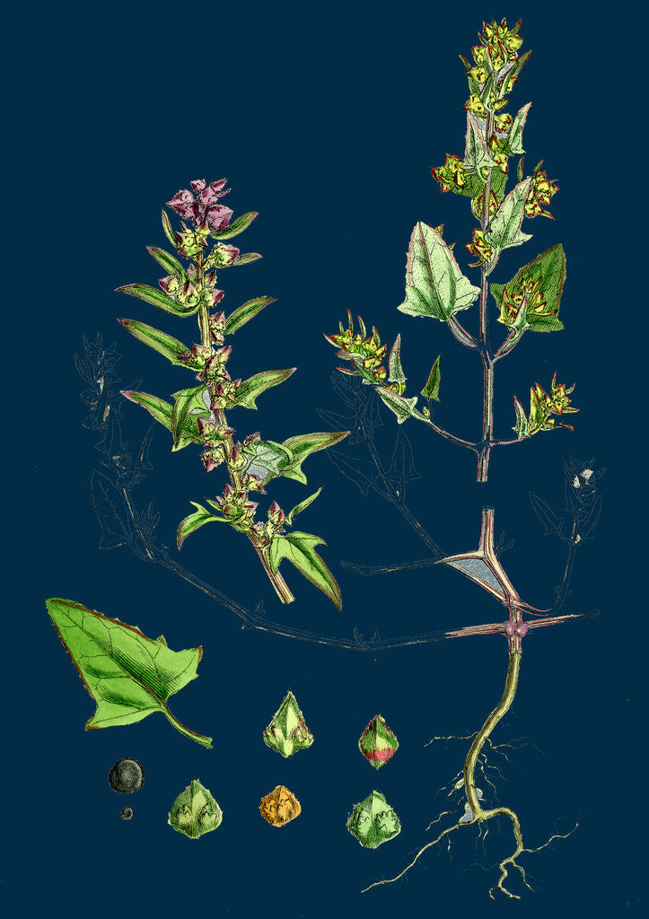 Detail of Atriplex Babingtonii; Babington's Orache by Anonymous