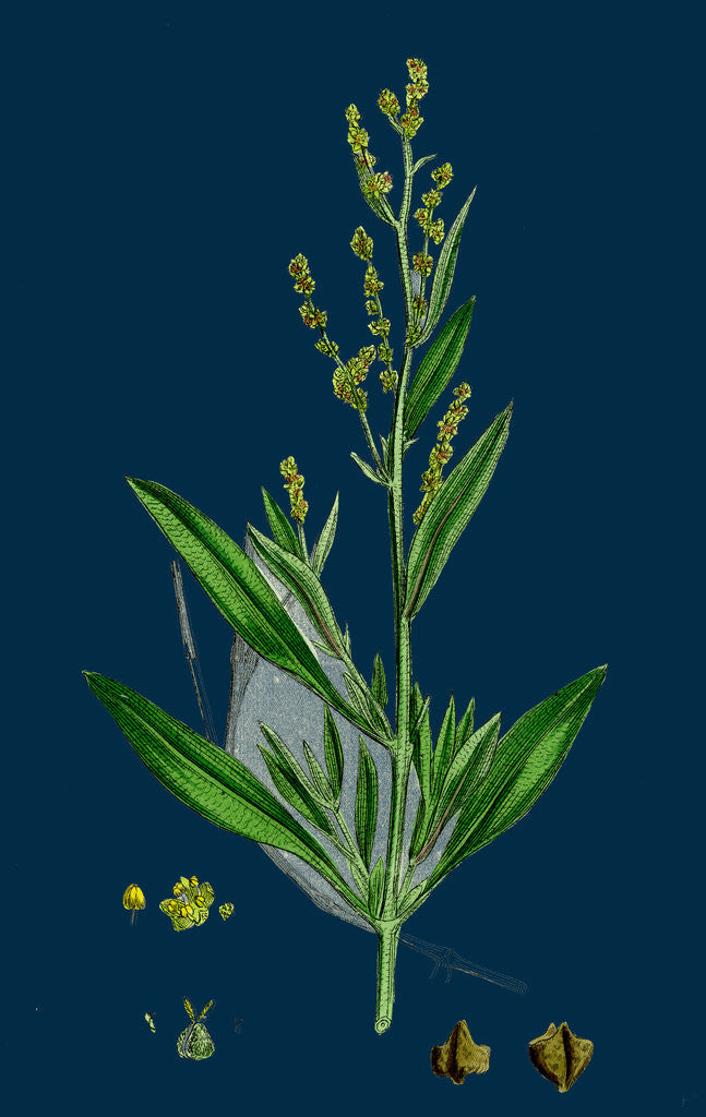 Detail of Atriplex Portulacoides; Sea Purslane by Anonymous