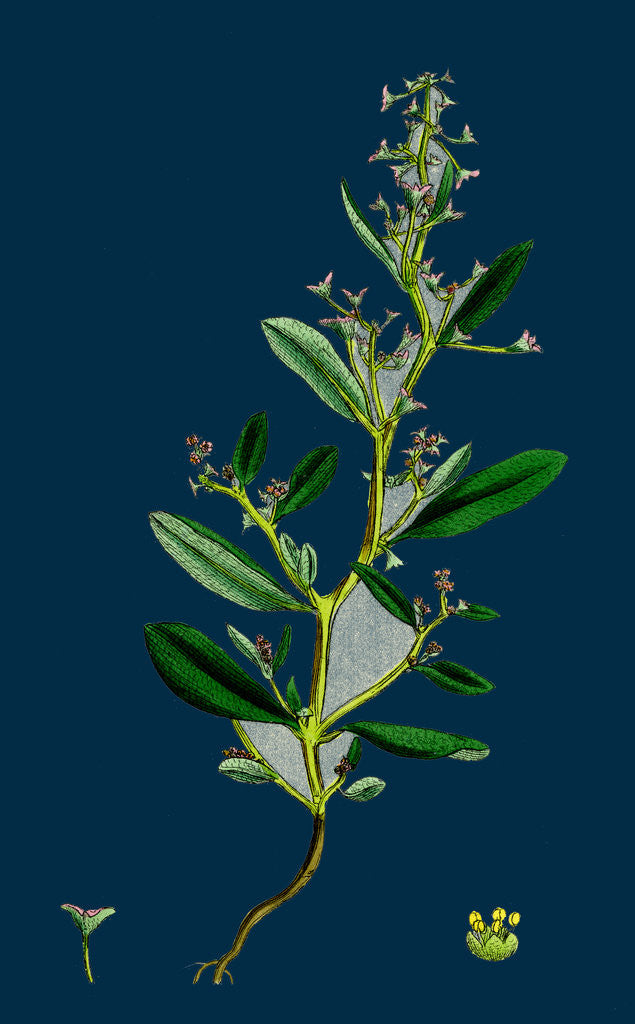 Detail of Atriplex Pedunculata; Stalked-Fruited Sea Orache by Anonymous