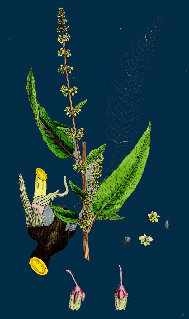 Detail of Rumex Sanguineus; Bloody-Veined Dock by Anonymous