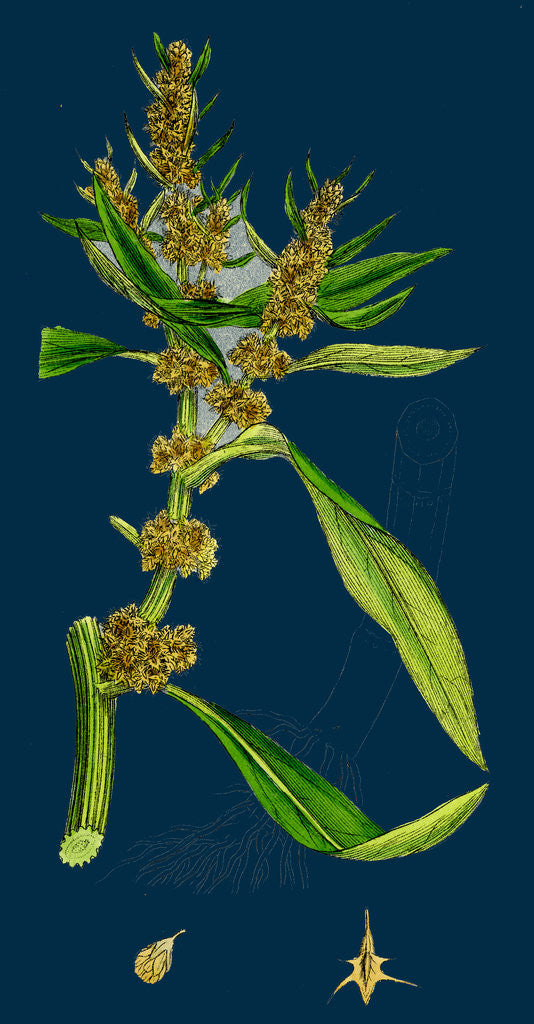 Detail of Rumex Maritimus; Golden Dock by Anonymous