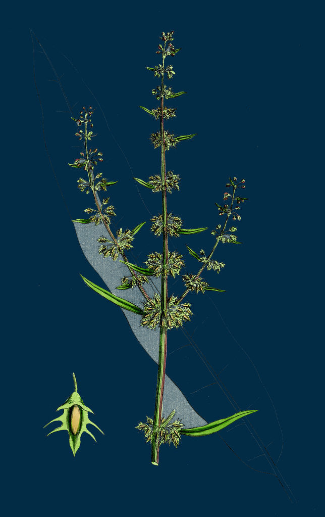 Detail of Rumex Palustris; Yellow Marsh Dock by Anonymous