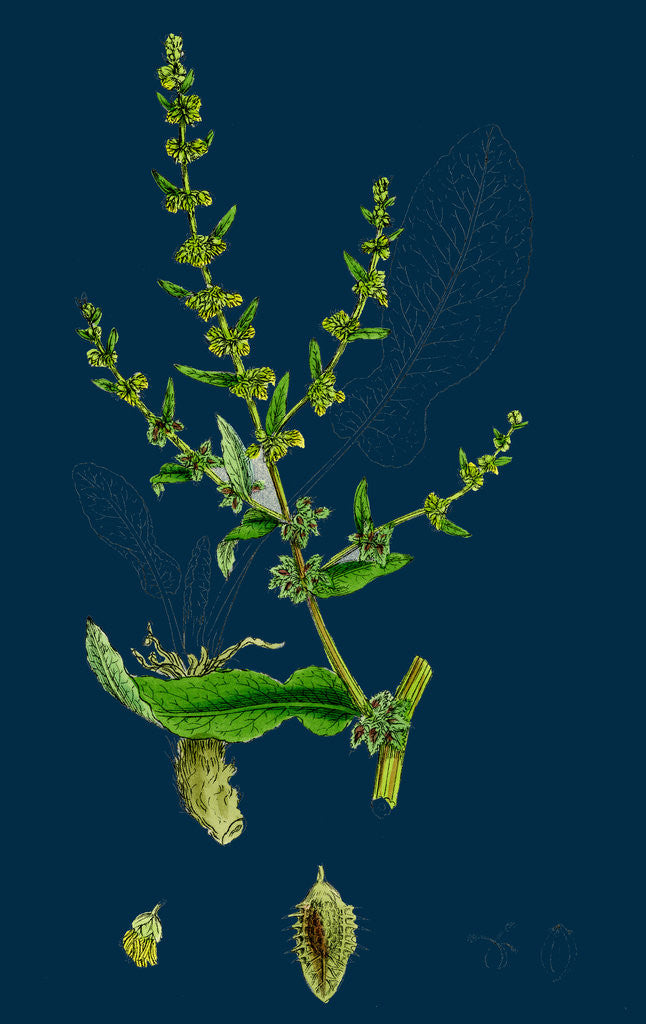 Detail of Rumex Pulcher; Fiddle Dock by Anonymous