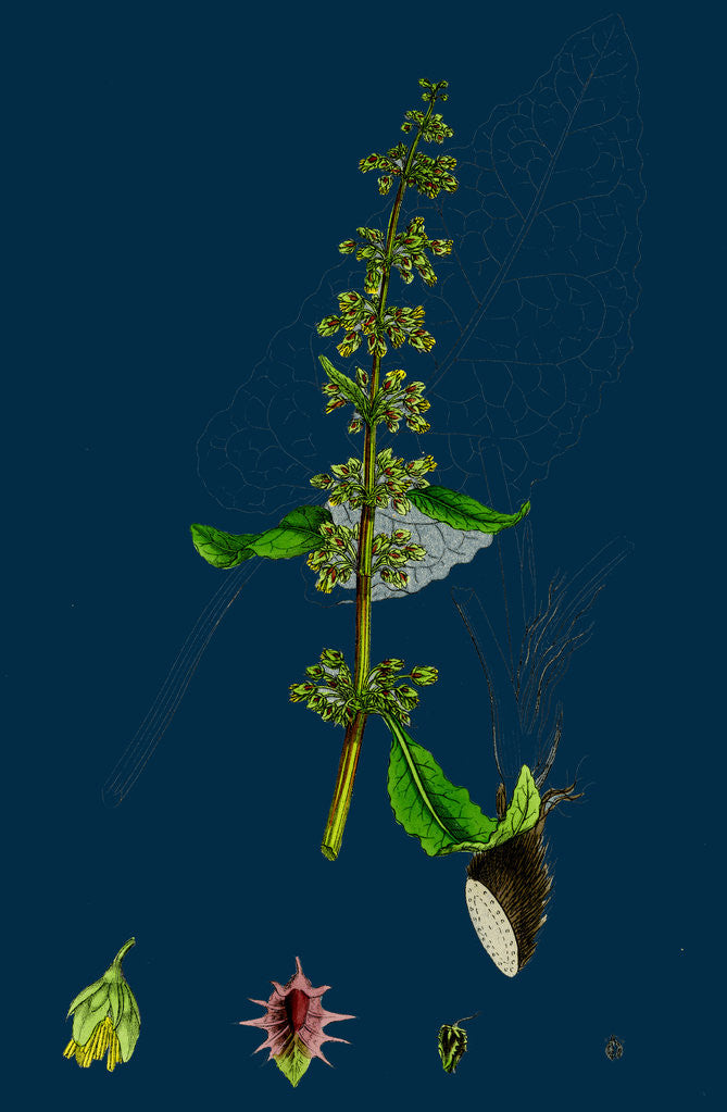 Detail of Rumex Obtusifolius; Broad-Leaved Dock by Anonymous