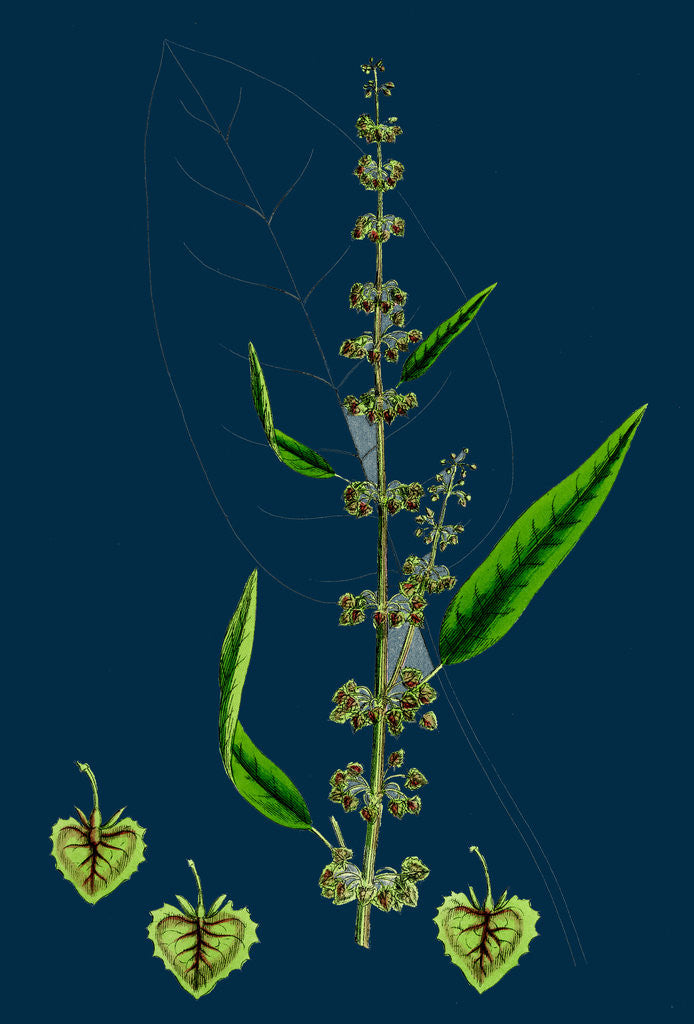 Detail of Rumex Conspersus; Hartman's Dock by Anonymous