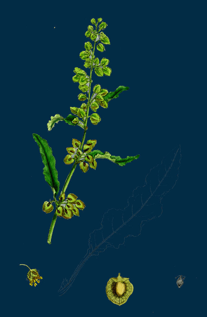 Detail of Rumex Crispus; Curled Dock by Anonymous