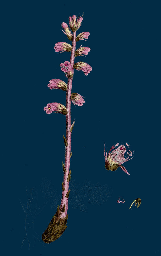 Detail of Orobanche Amethystea; Bluish Broom-Rape by Anonymous
