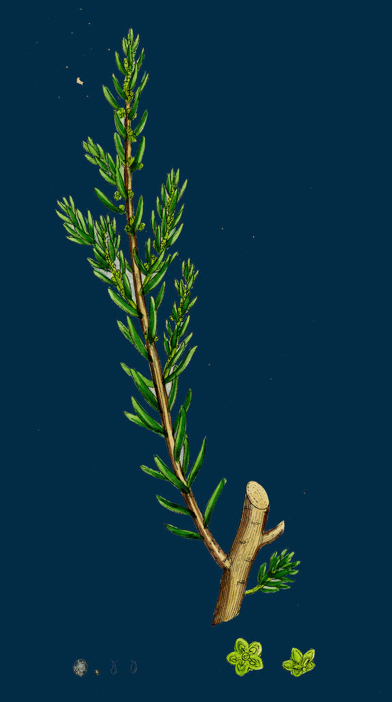 Detail of Suaeda Fruticosa; Shrubby Sea-Blite by Anonymous