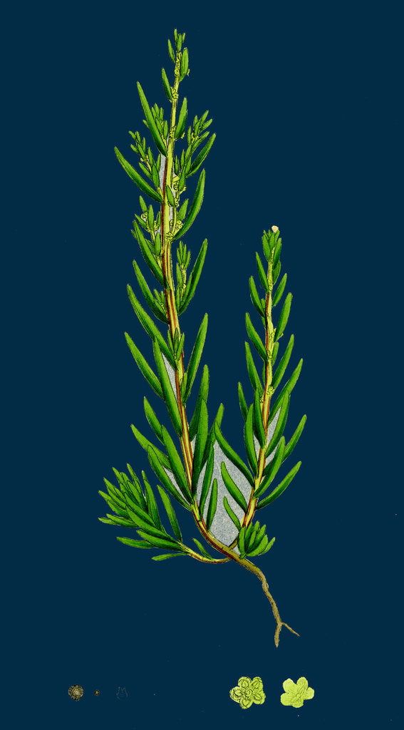 Detail of Suaeda Maritima; Annual Sea-Blite by Anonymous