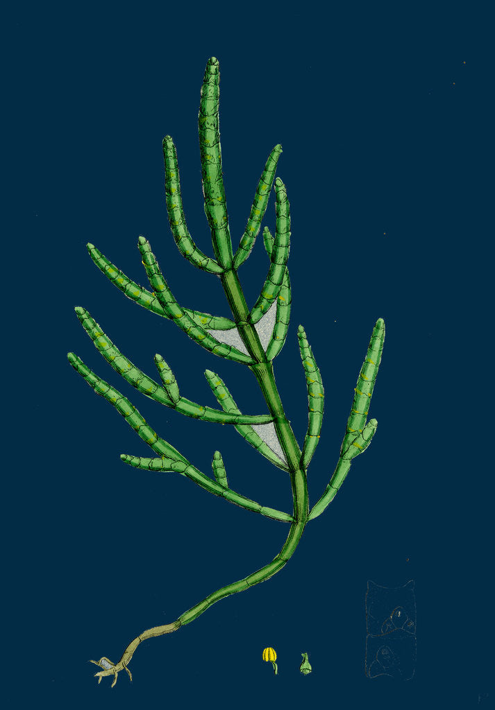 Detail of Salicornia Herbacea, Var. Acetaria; Common Marsh-Samphire, Var. A. by Anonymous