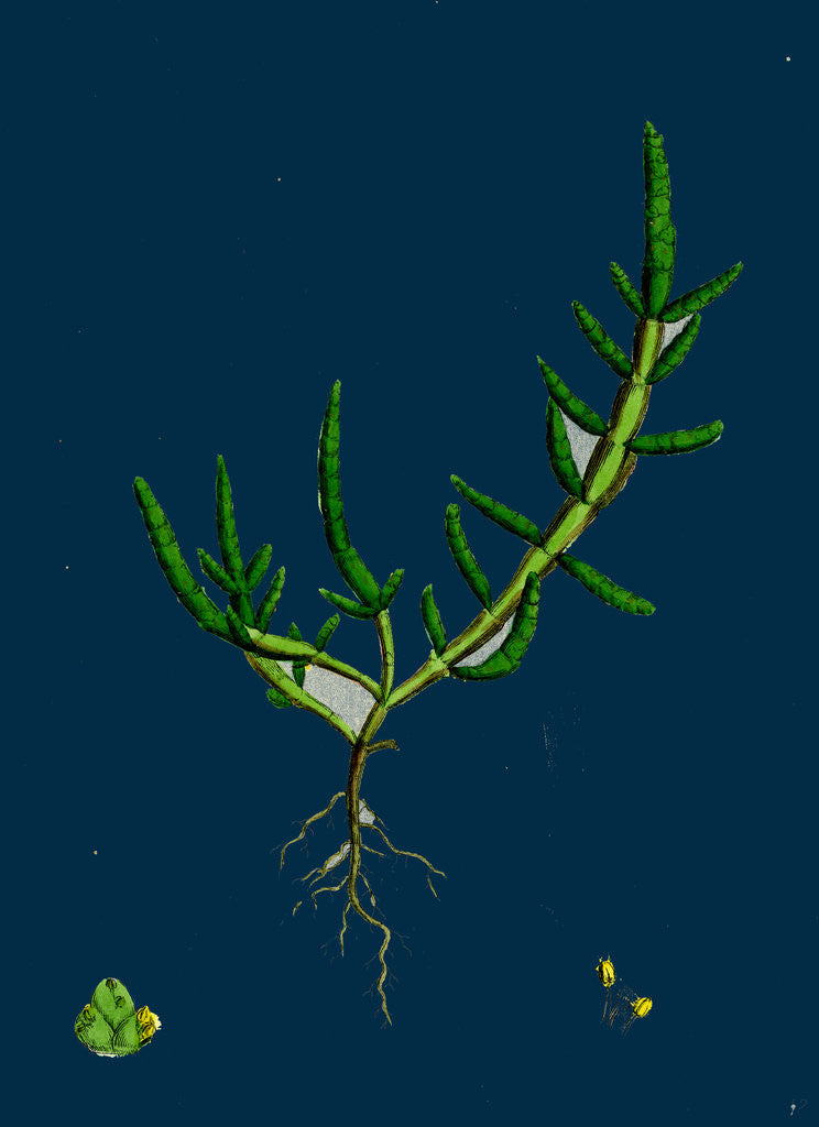 Detail of Salicornia Herbacea, Var. Procumbens; Common Marsh-Samphire, Var. B. by Anonymous