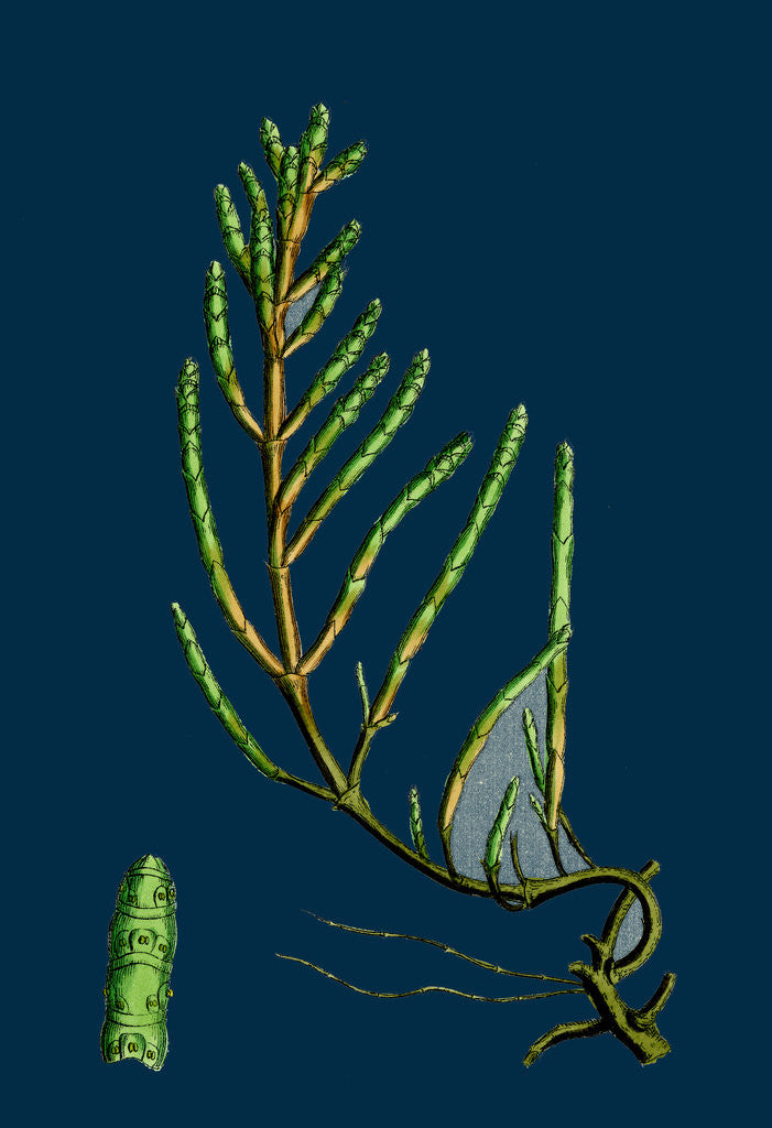 Detail of Salicornia Radicans; Creeping Marsh-Samphire by Anonymous