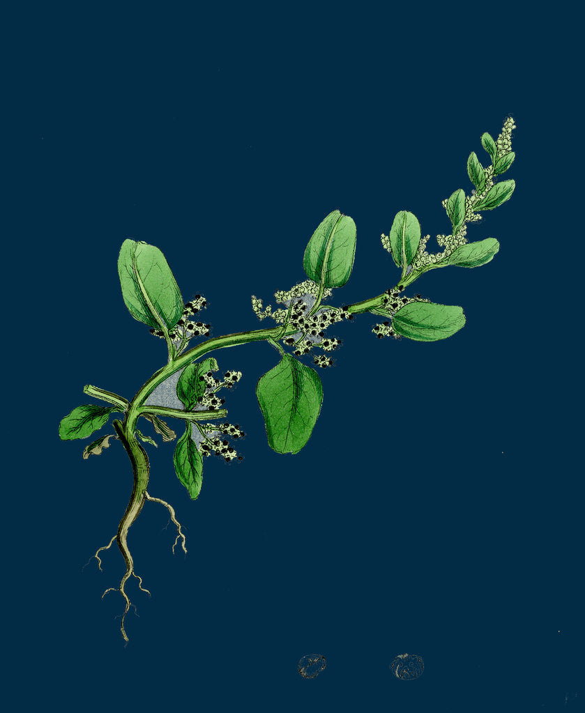 Detail of Chenopodium Polyspermum, Var. Genuinum; Many-Seeded Goosefoot, Var. A. by Anonymous