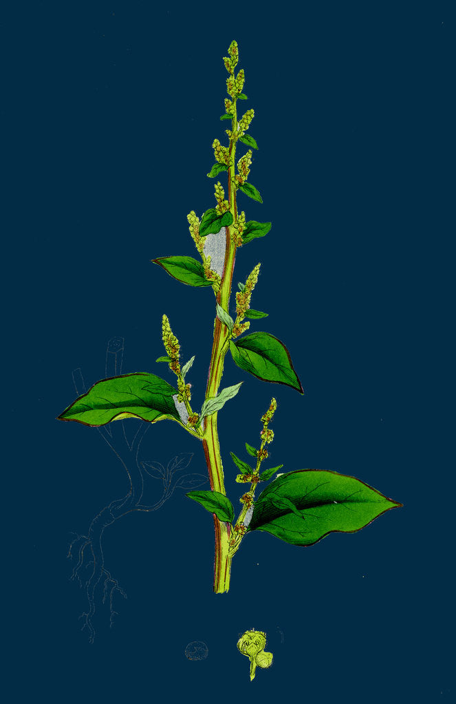 Detail of Chenopodium Polyspermum, Var. Acutifolium; Many-Sided Goosefoot, Var. B. by Anonymous