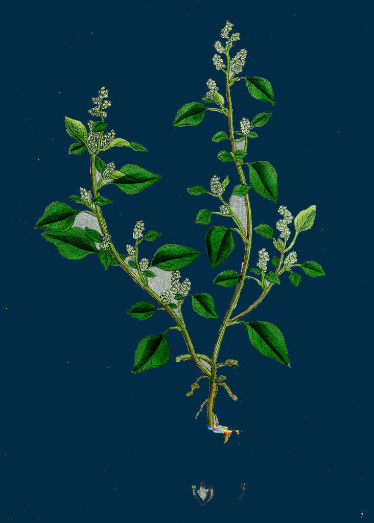 Detail of Botanical Illustration by Anonymous