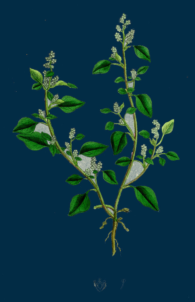 Detail of Chenopodium Vulvaria; Stinking Goosefoot by Anonymous