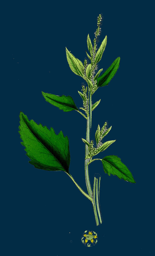 Detail of Chenopodium Album, Var. Candicans; White Goosefoot by Anonymous
