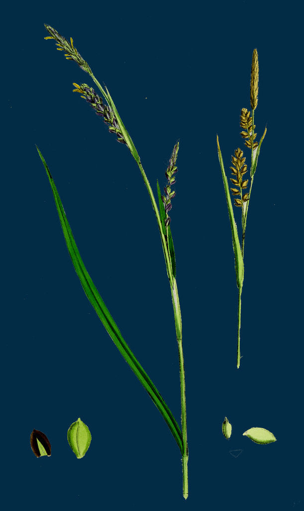 Detail of Carex Panicea; Pink-Leaved Sedge by Anonymous