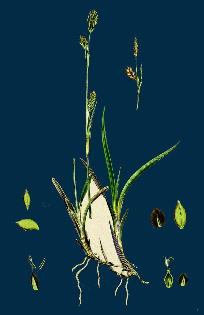 Detail of Carex Vaginata; Short Brown-Spiked Sedge by Anonymous