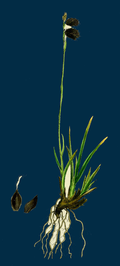 Detail of Carex Ustulata; Scorched Alpine Sedge by Anonymous