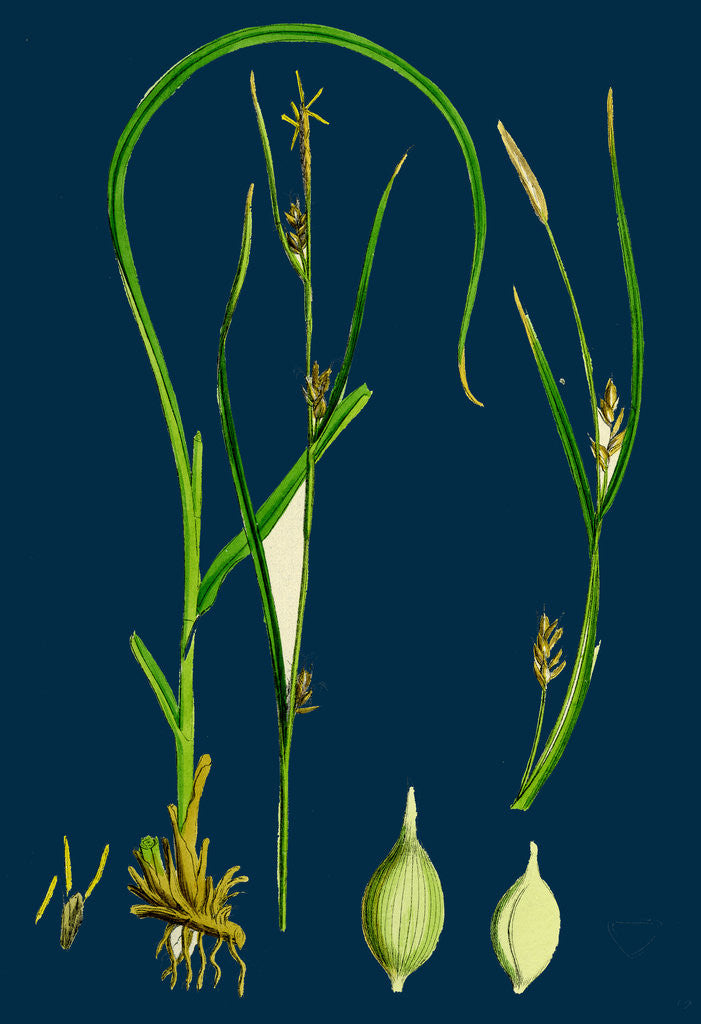 Detail of Carex Depauperata; Starved Wood Sedge by Anonymous