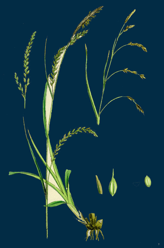 Detail of Carex Sylvatica; Pendulous Wood Sedge by Anonymous