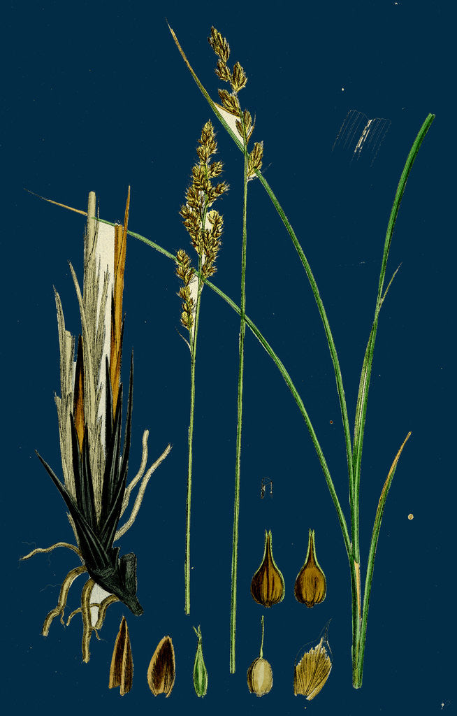 Detail of Carex Paradoxa; Paradoxical Sedge by Anonymous
