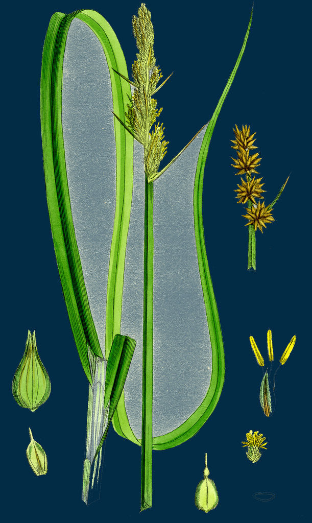 Detail of Carex Vulpina; Great Sedge by Anonymous