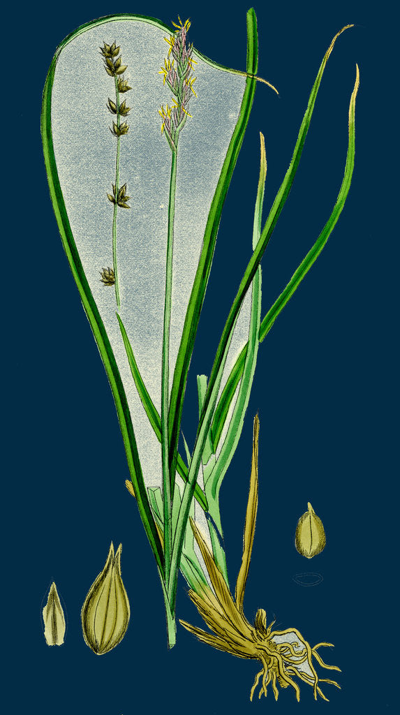 Detail of Carex Divulsa; Grey Sedge by Anonymous